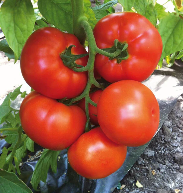 Tomato - Caiman (Beefsteak)
