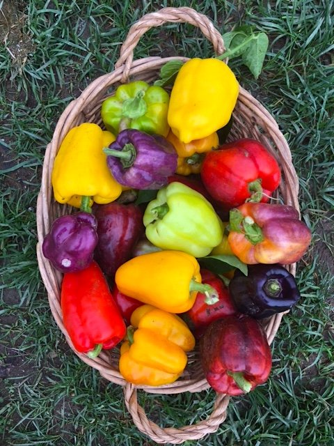 Sweet Pepper - Iko Iko