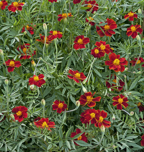 Marigold - Linnaeus Burning Embers