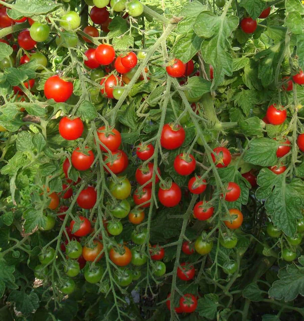 Tomato - Sweet Million (Cherry)