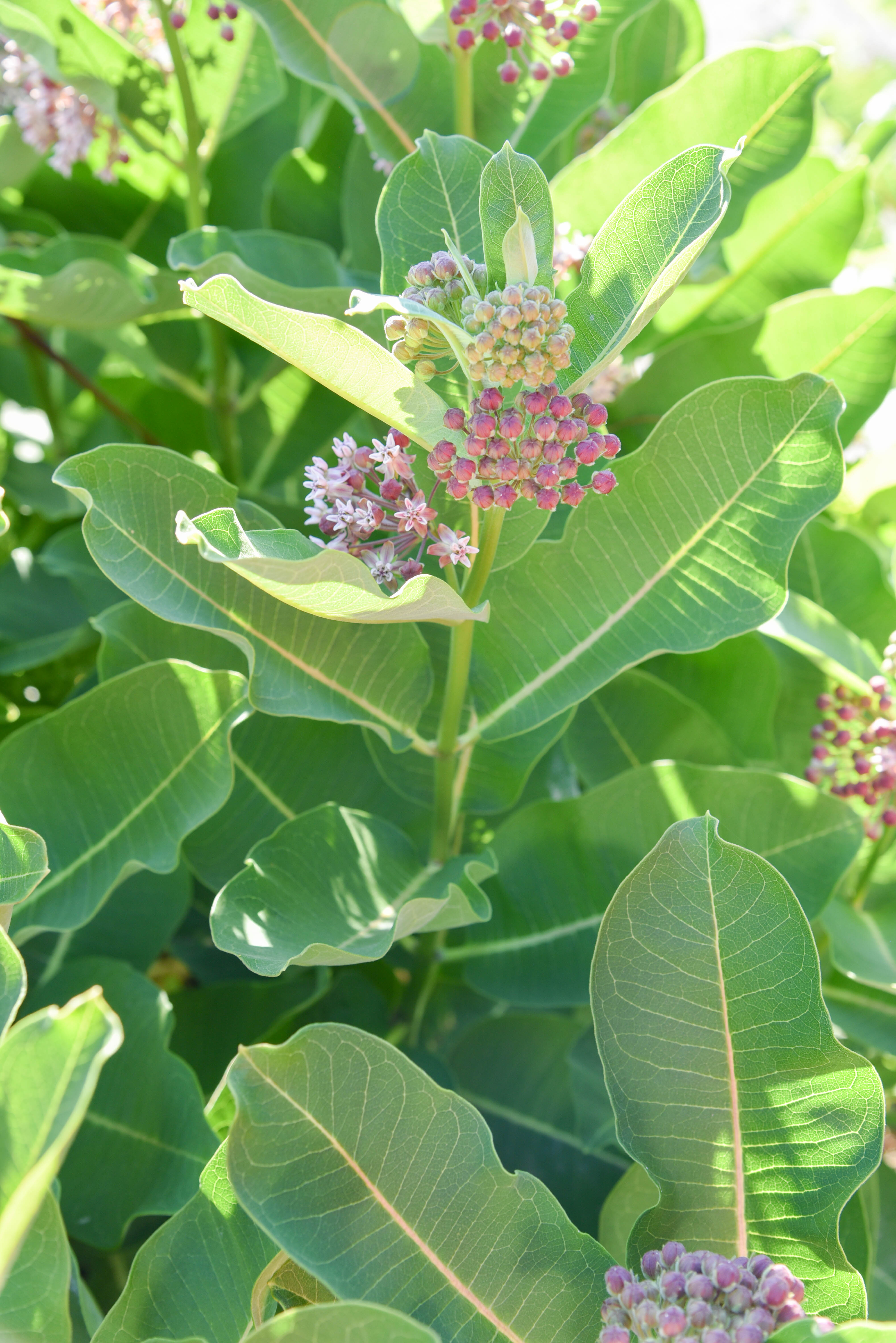 Common Milkweed
