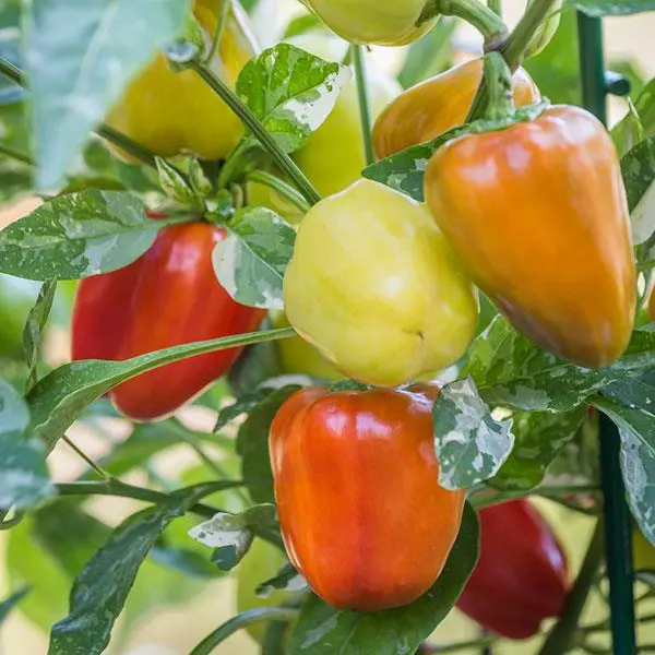 Sweet Pepper - Mini Bell Mix