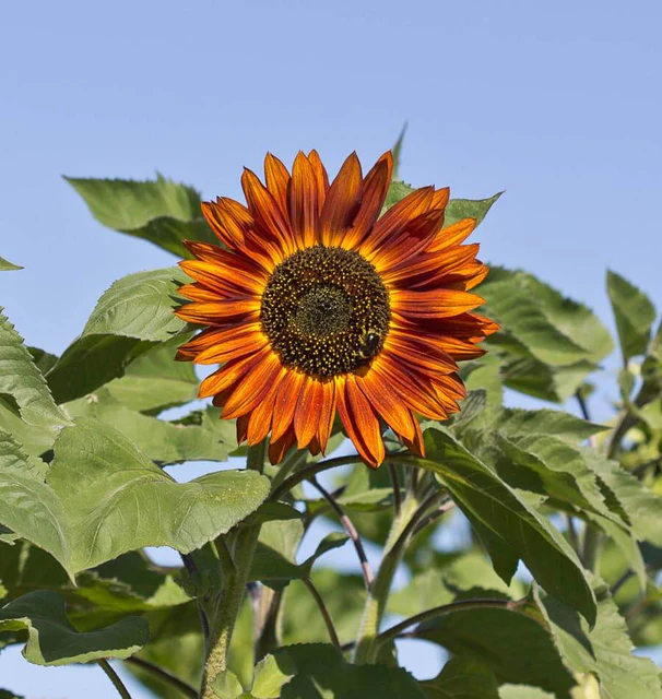 Sunflower - Velvet Queen