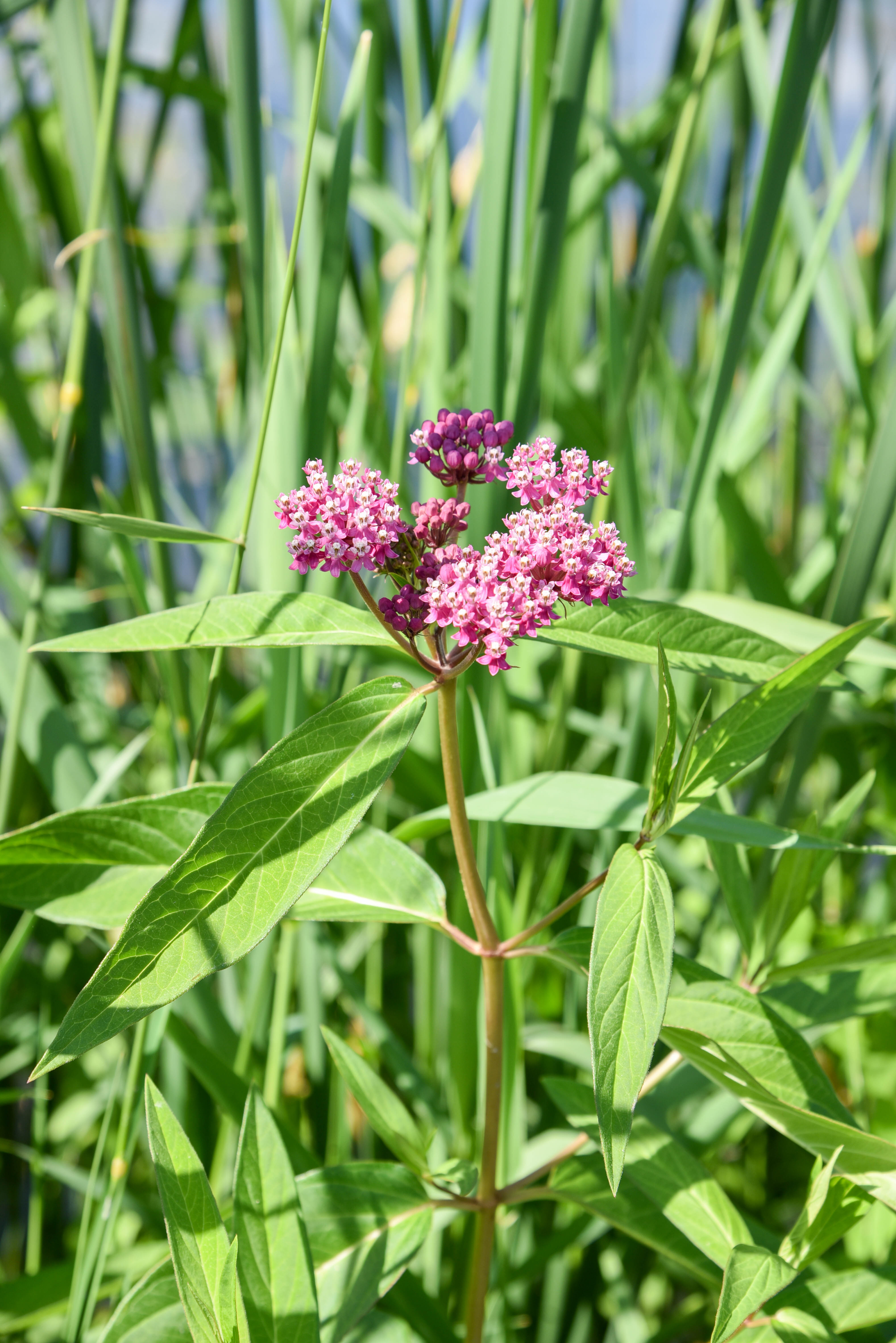Swamp Milkweed