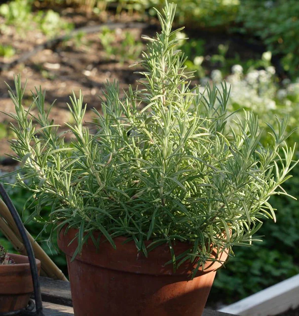 Herb - Rosemary