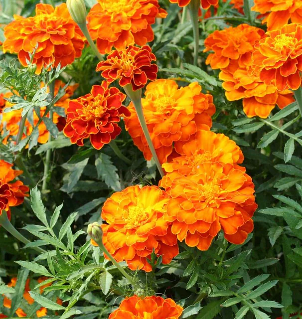 Marigold - Brocade