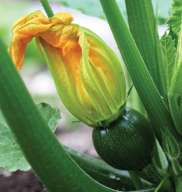 Zucchini - Eight Ball