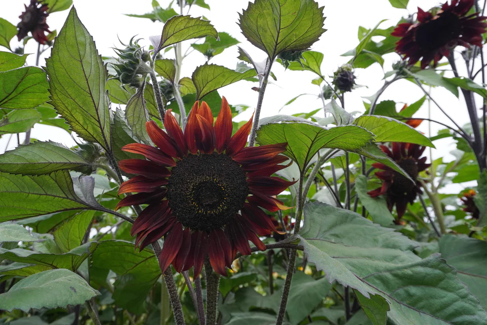 Sunflower - Moulin Rouge