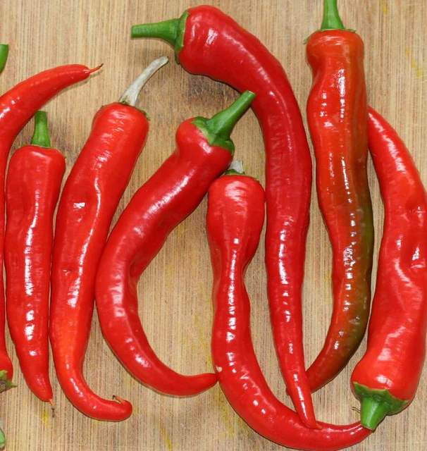 Hot Pepper - Arapaho
