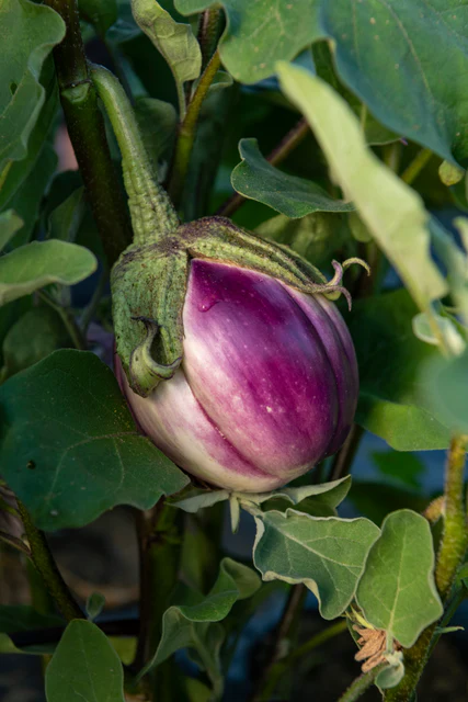 Eggplant - Rosa Bianca