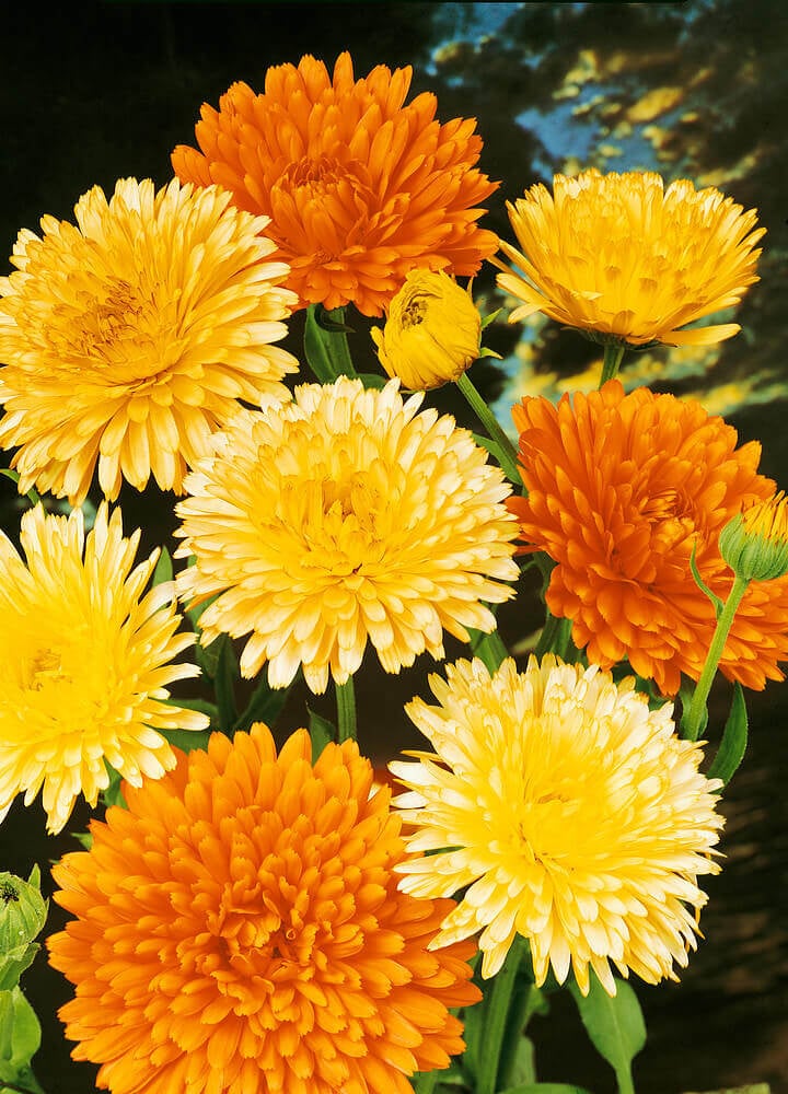 Calendula - Pacific Beauty Mixed