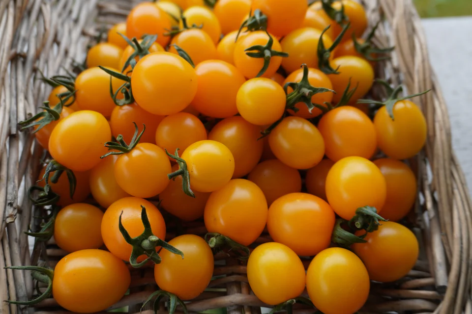 Tomato - Sweet Gold (Cherry)