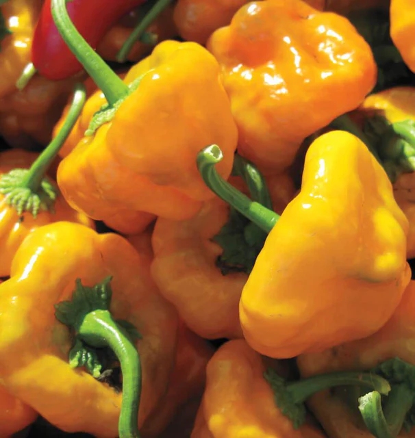 Hot Pepper - Scotch Bonnet