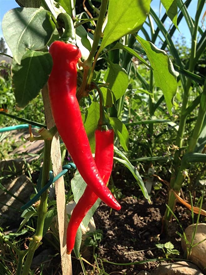 Hot Pepper - Long Red Cayenne