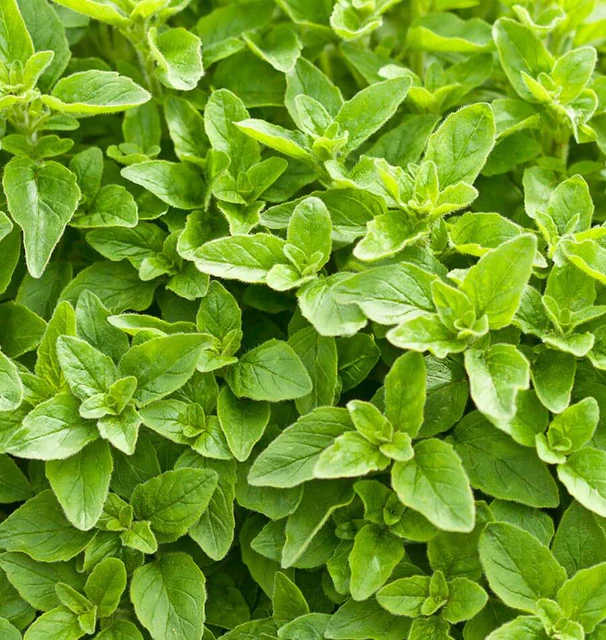 Herb - Oregano Greek