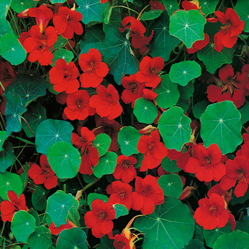 Nasturtium - Empress of India