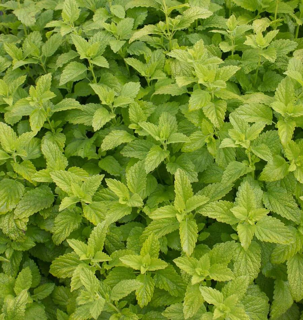 Herb - Lemon Balm