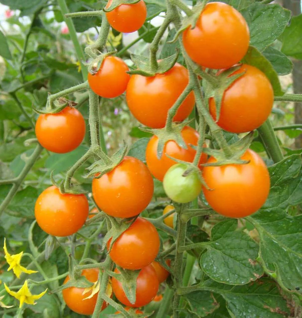Tomato - Sungold (Cherry)