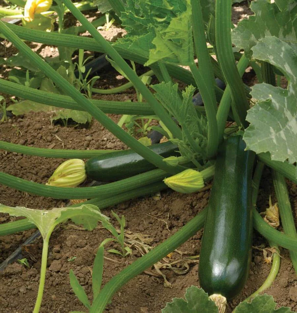 Zucchini - Black Beauty