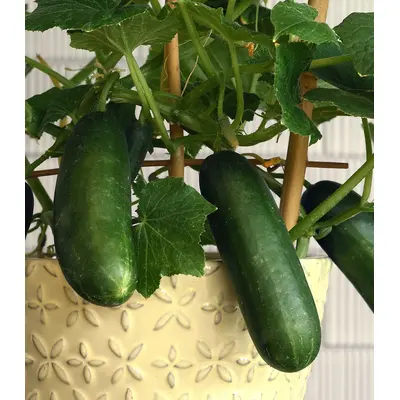 Cucumber - Quick Snack