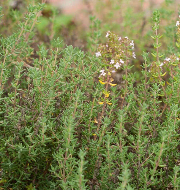 Herb - Winter Thyme