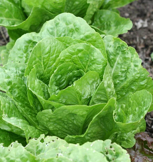 Lettuce - Coastal Star