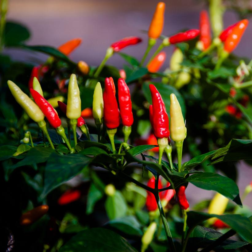 Hot Pepper - Tabasco