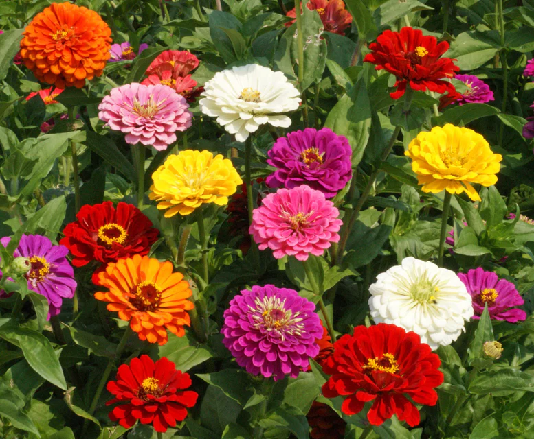 Zinnia - California Giants Mix