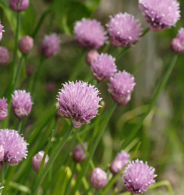 Herb - Chives