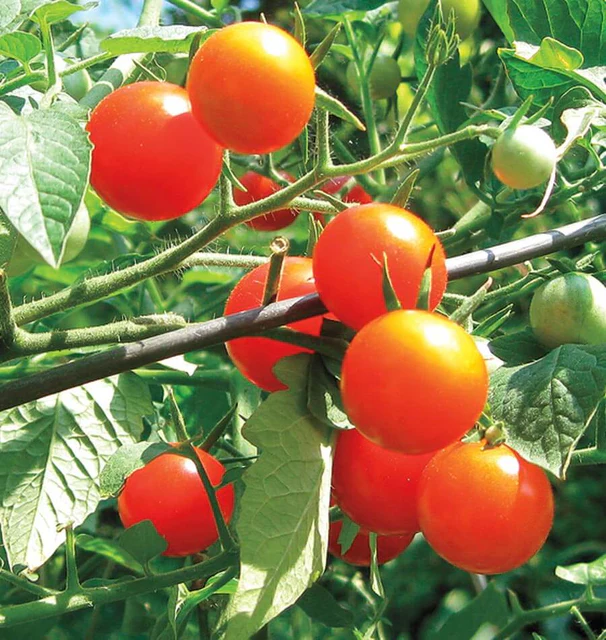 Tomato - Gardener's Delight (Cherry)