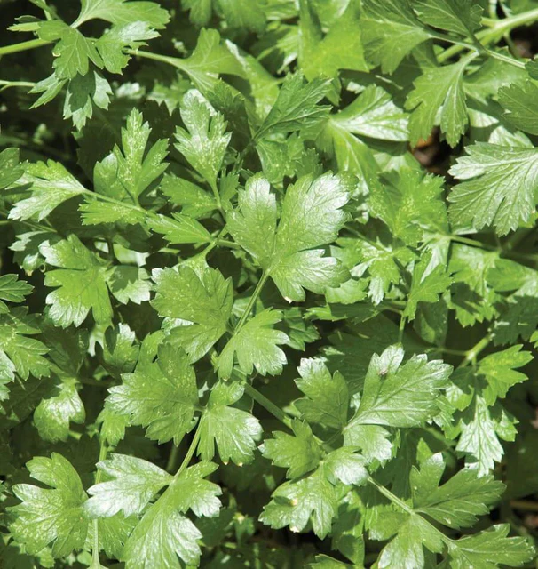 Herb - Cilantro Santo