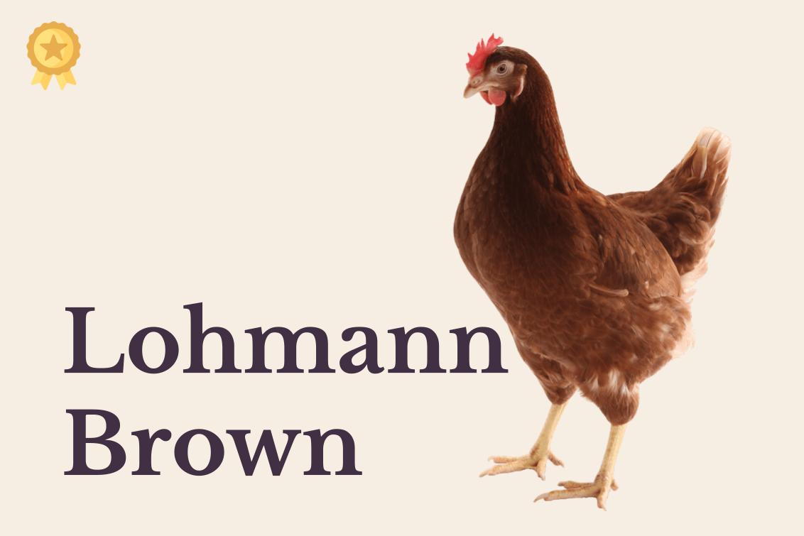 Gallina Lohmann Brown