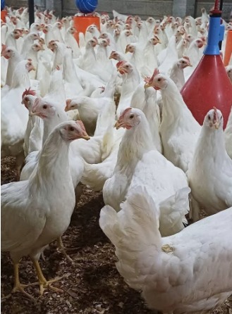 Hy Lyne W36 16 semanas