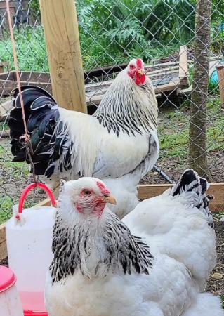 Gallinas Brahma blancas
