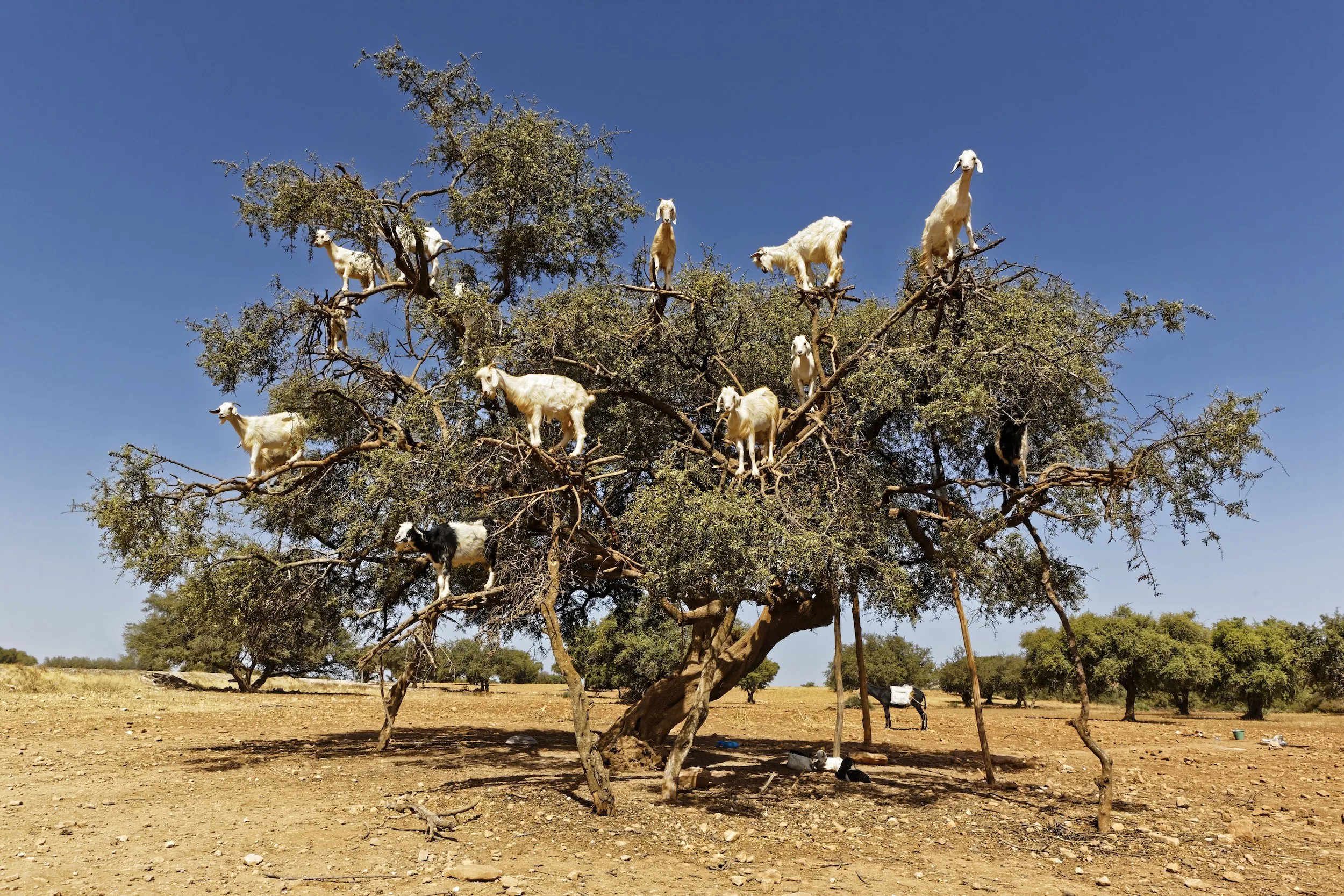 Goats on the tree trip