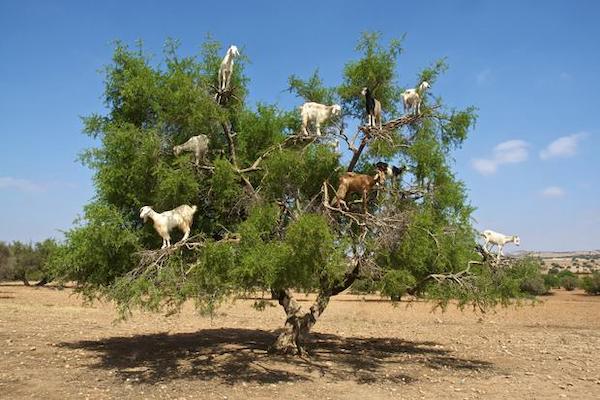 Goats on the tree trip