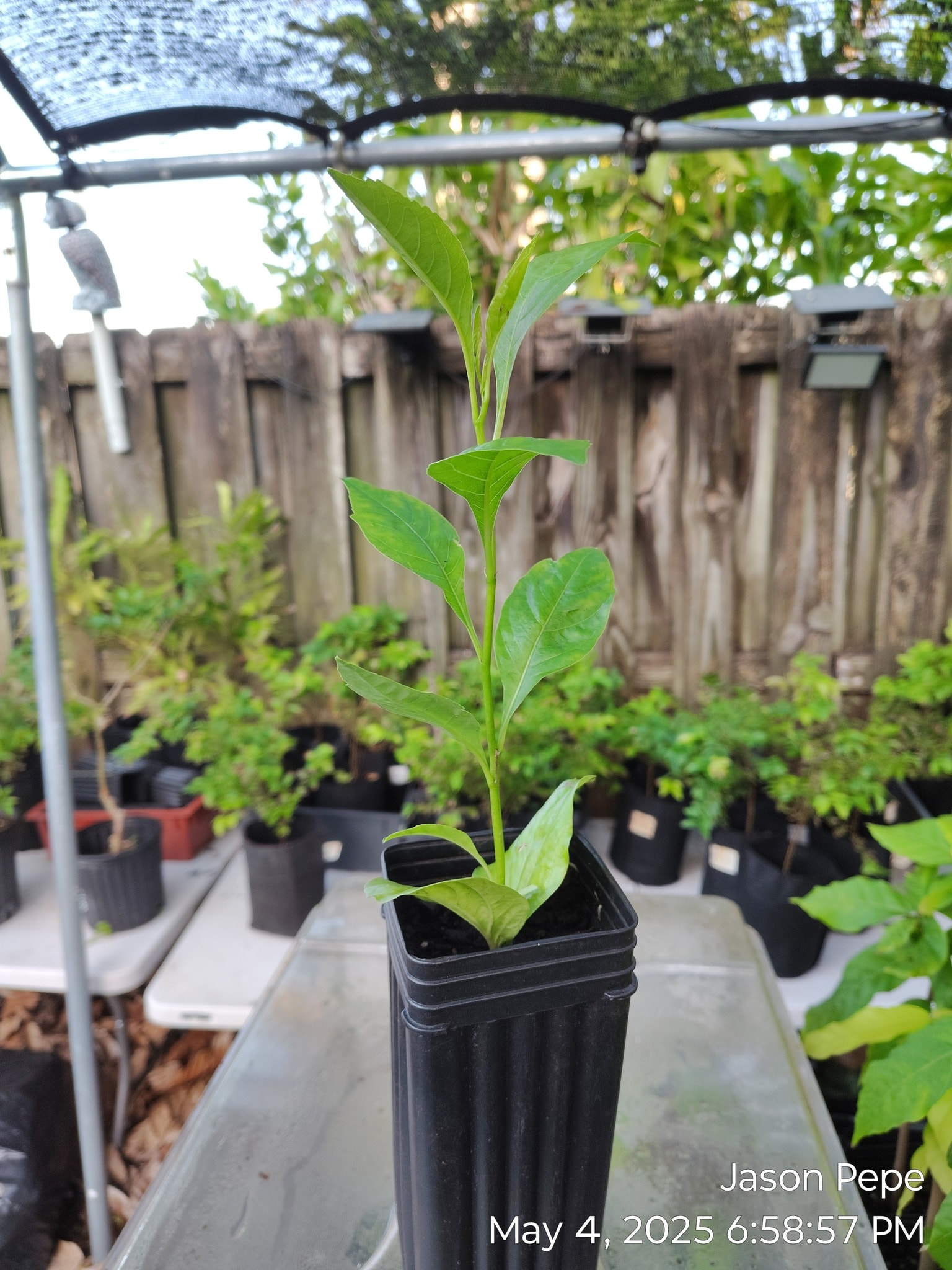 Two Baobab Seedling Trees - Shipping Included!