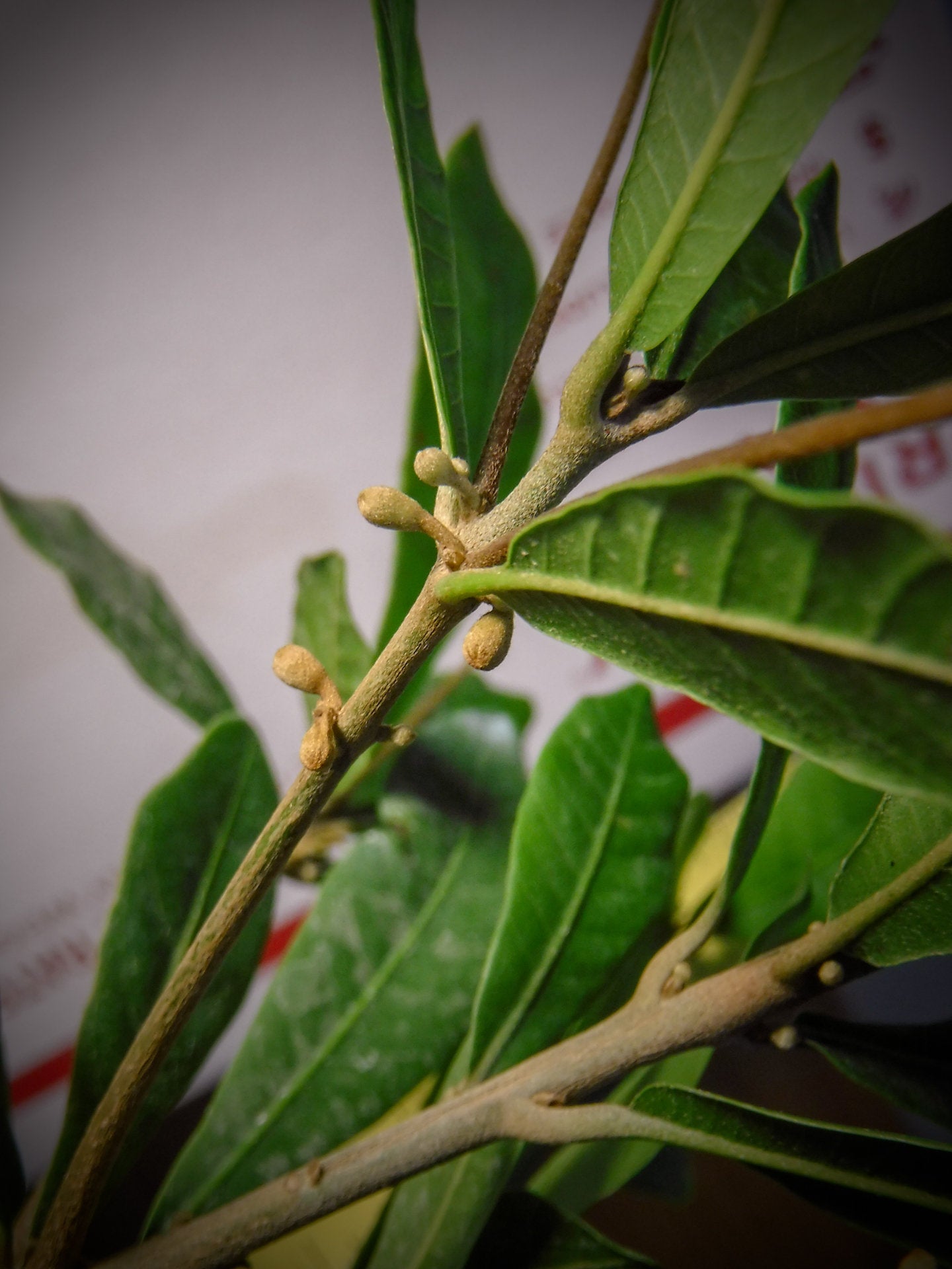 Two Miracle Fruit Trees - USPS Priority Shipping Included!