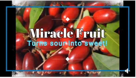 Two Miracle Fruit Trees - USPS Priority Shipping Included!