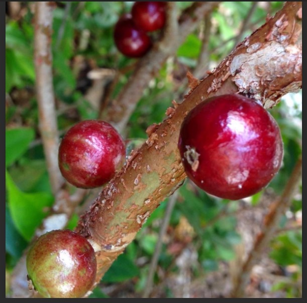 Two Red Hybrid Jaboticaba Seedling Trees