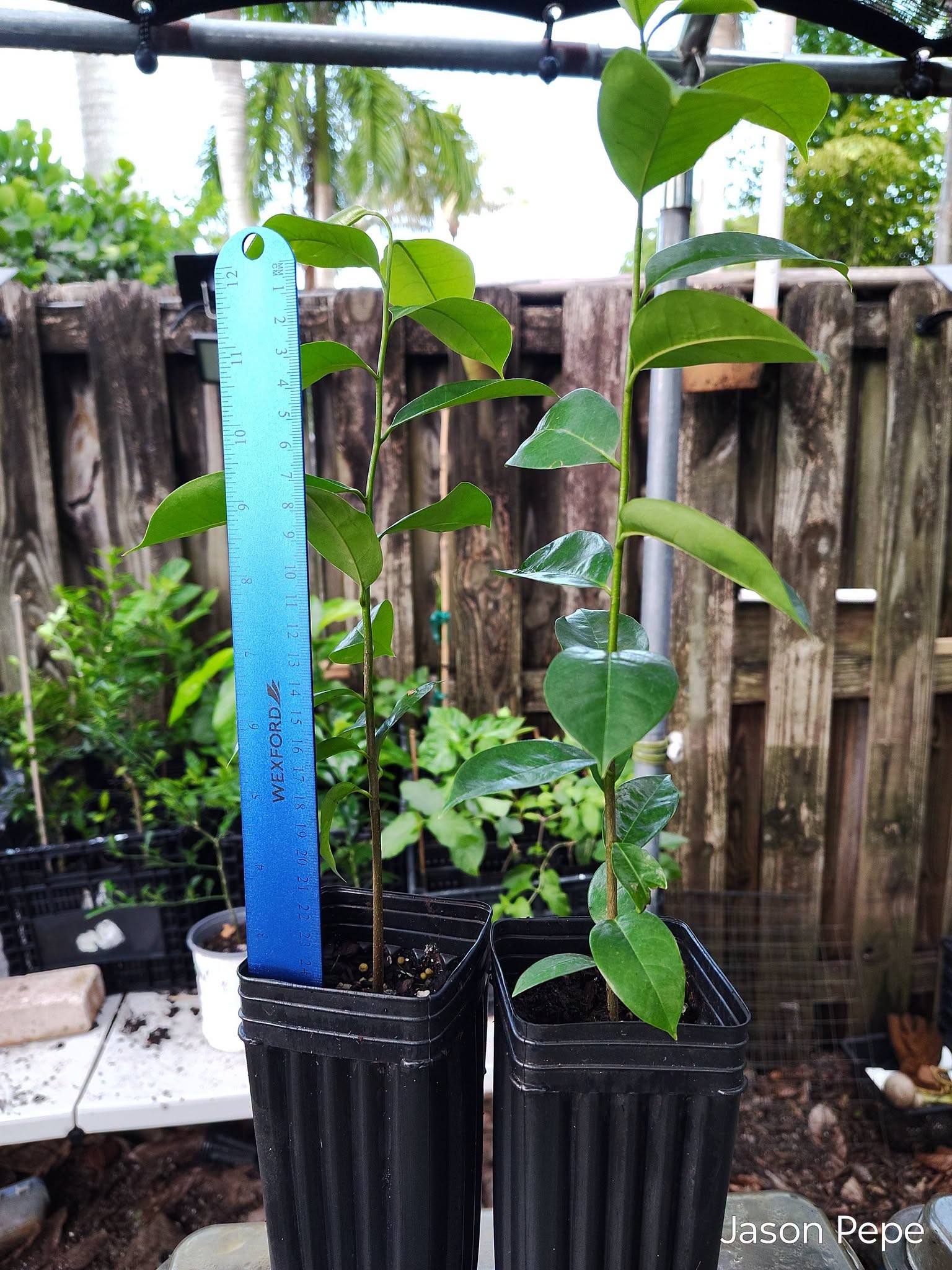 Two Soursop Seedling Trees - Free Shipping in Florida!