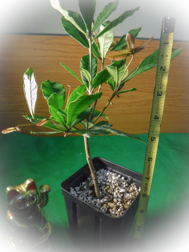 Two Miracle Fruit Trees - USPS Priority Shipping Included!