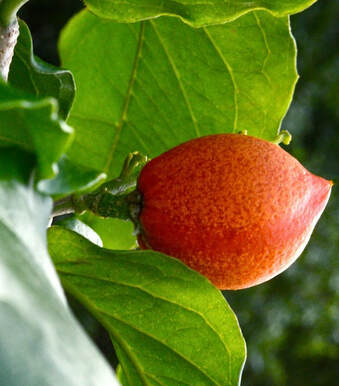 Two Peanut Butter Fruit Plants Seedling Trees