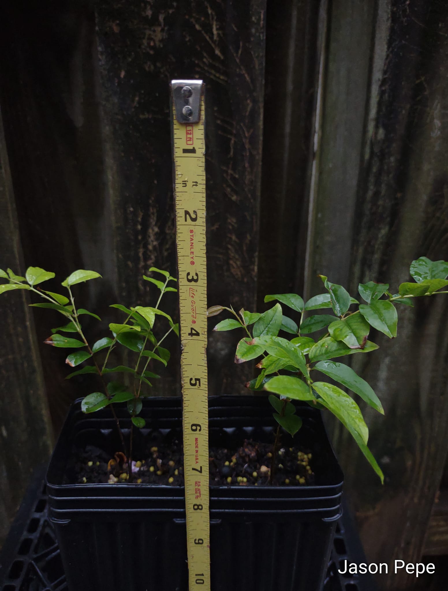 Two Red Hybrid Jaboticaba Seedling Trees