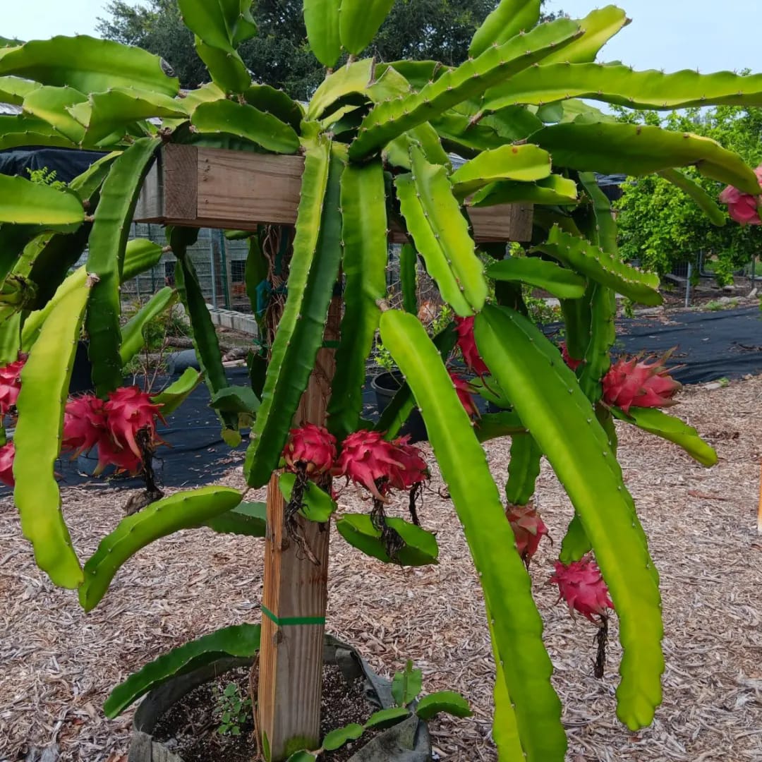 Two Dragon Fruit Pitaya Plants - Natural Mystic - Shipping Included!