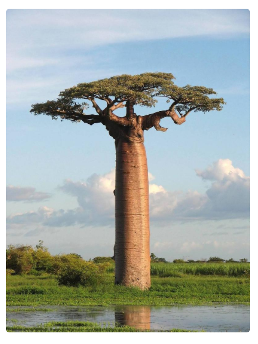 Two Baobab Seedling Trees - Shipping Included!