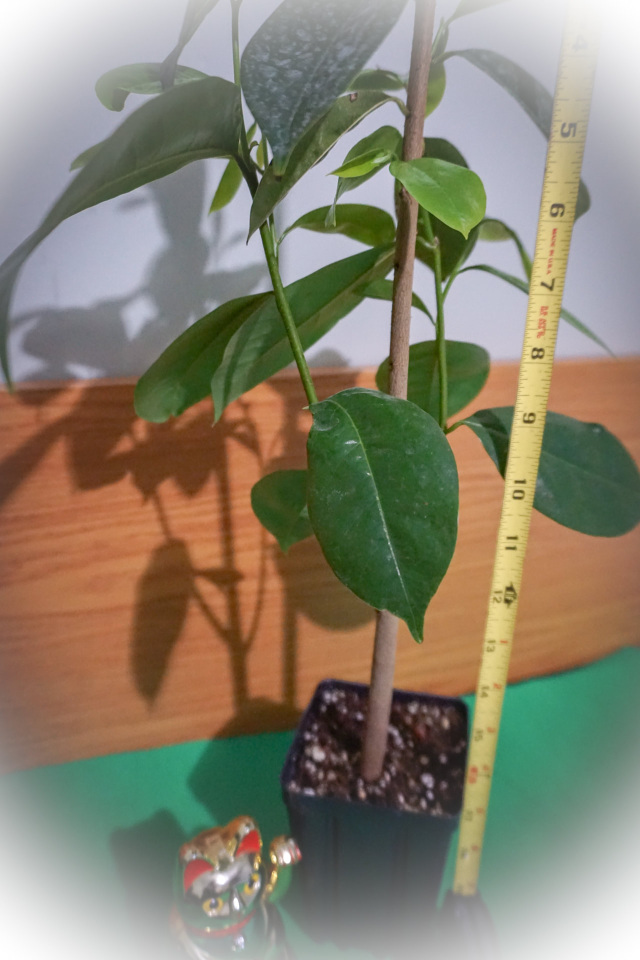 Two Soursop / Guanabana Trees - Shipping Included!