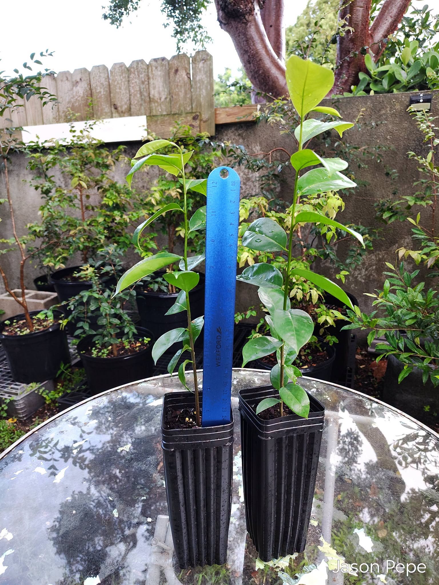 Two Soursop Seedling Trees - Free Shipping in Florida!