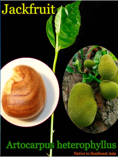 Two Jackfruit Trees