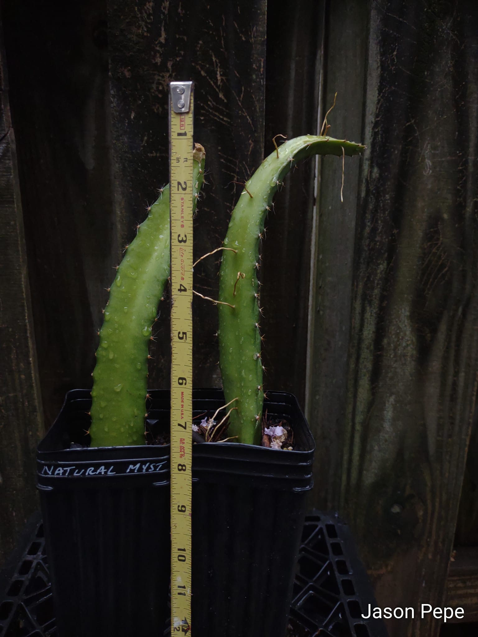 Two Dragon Fruit Pitaya Plants - Natural Mystic - Shipping Included!